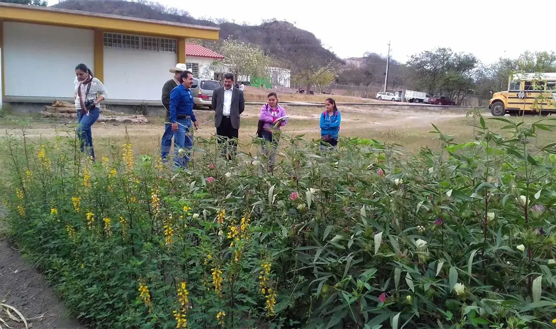 Desarrollan proyecto para rescatar el algodón de colores