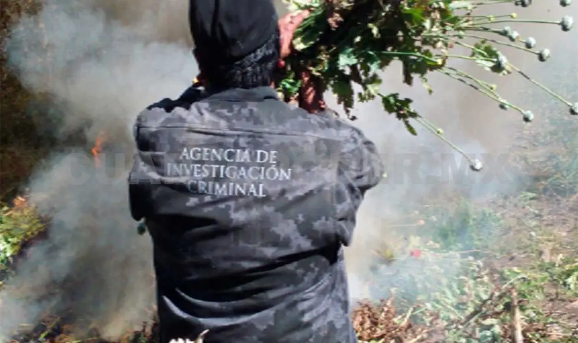 En los últimos 4 años se llevó a cabo la incineración de seis mil 556 plantíos de marihuana. NTX