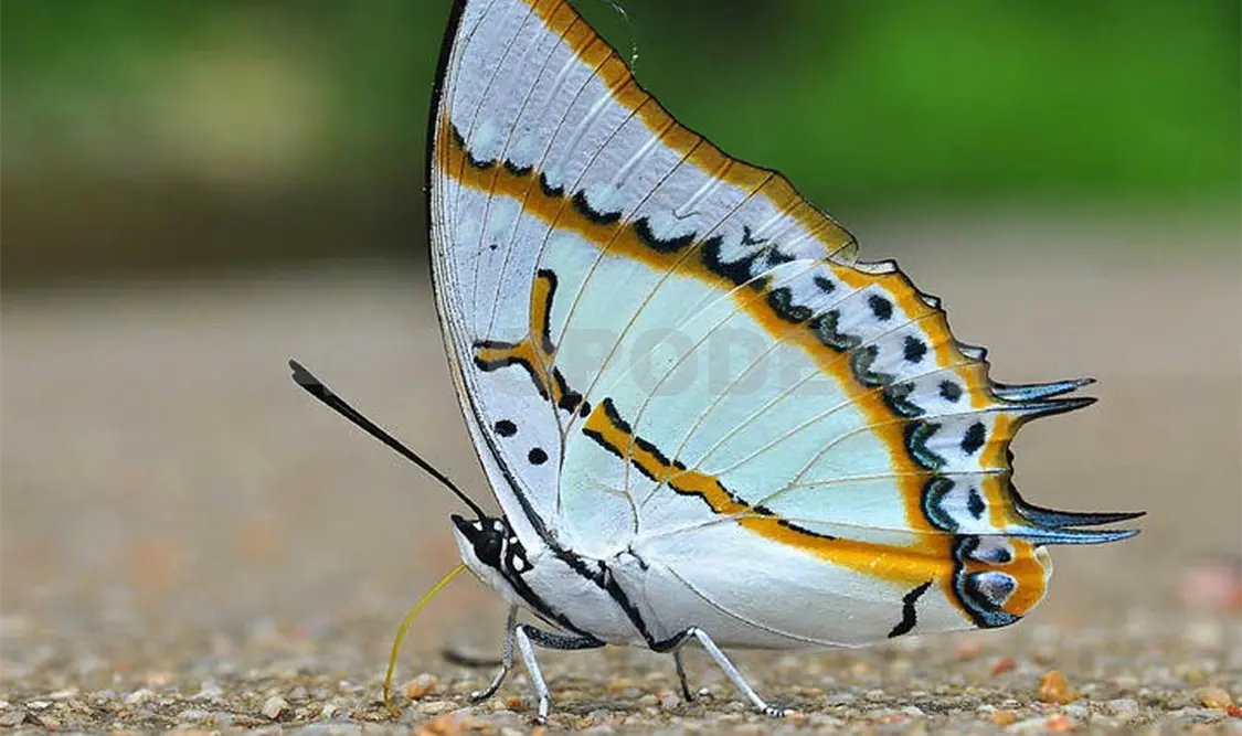 Miles de mariposas arriban al Centro Ecoturístico. CP