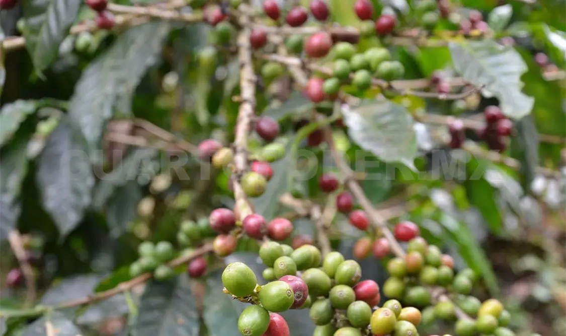 La roya naranja afecta a 13 estados cafetaleros: Sagarpa