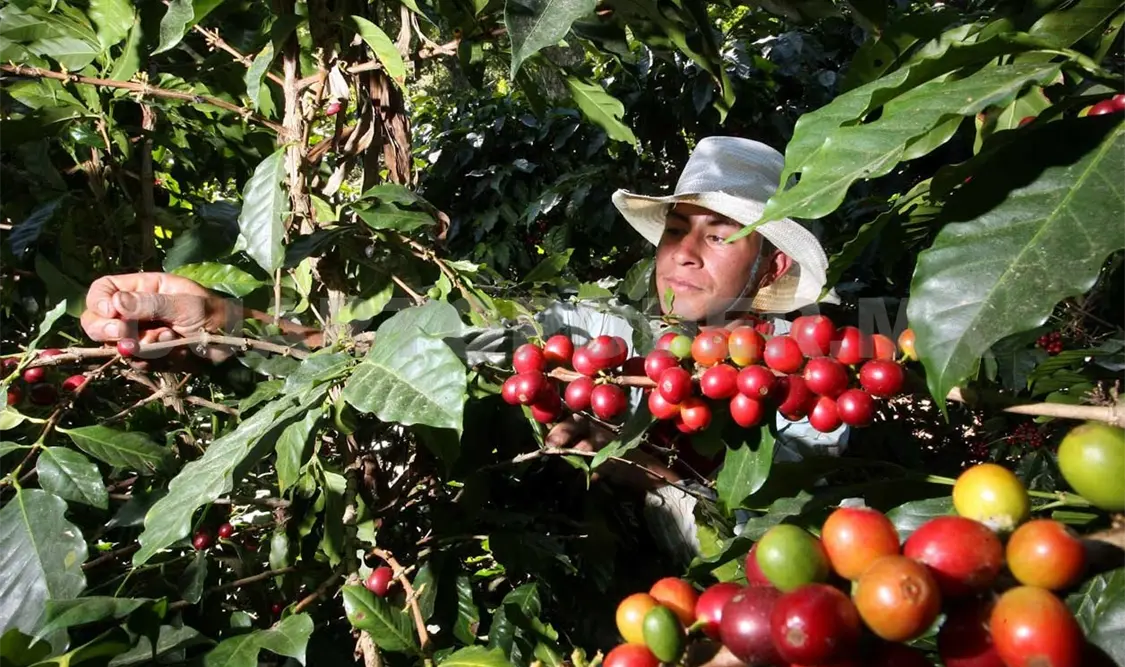 Roya afectó plantaciones en Santiago El Pinar