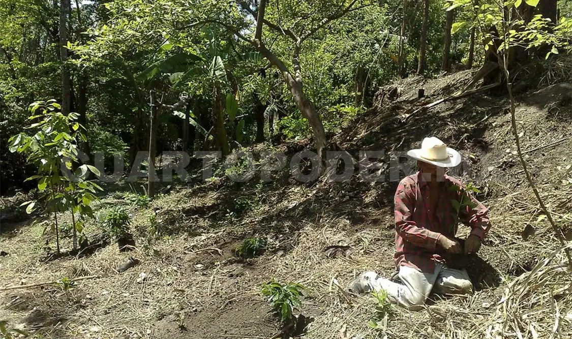 Federación audita entrega de recursos para el café
