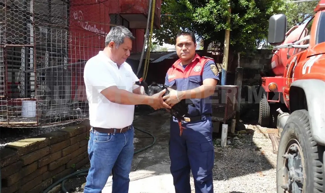 Bomberos capturan pavón en Tapachula