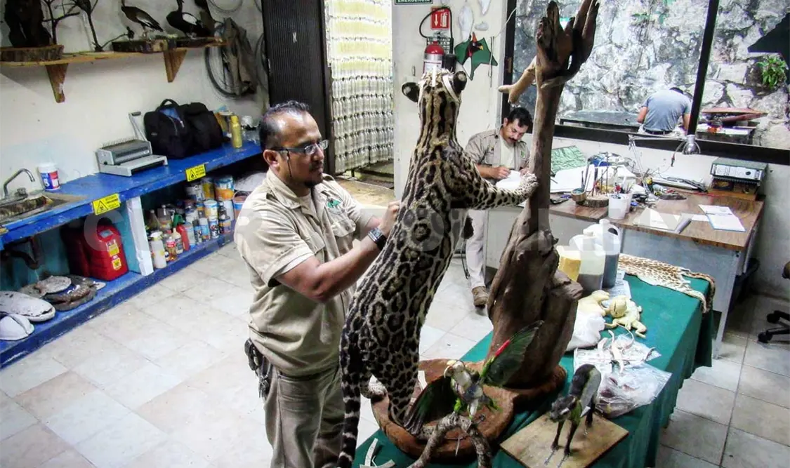Pedro López, 22 años de taxidermista