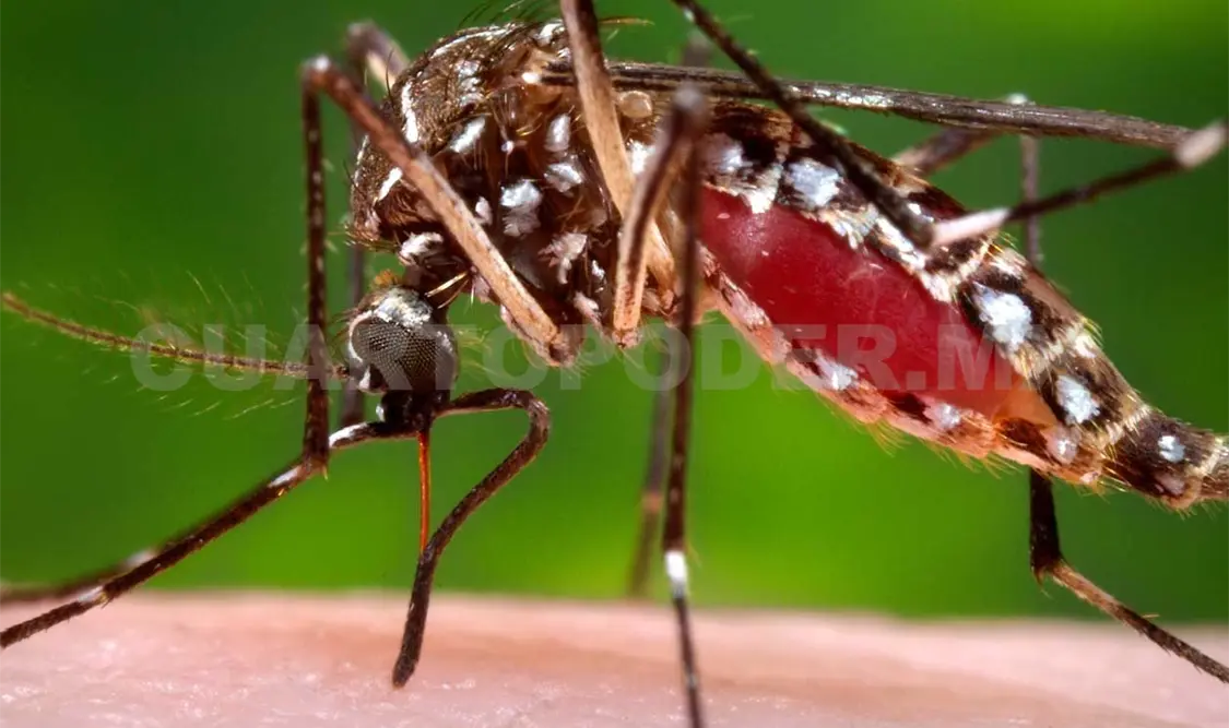 Mosquito transmisor de dengue, zika y chikungunya. Cortesía