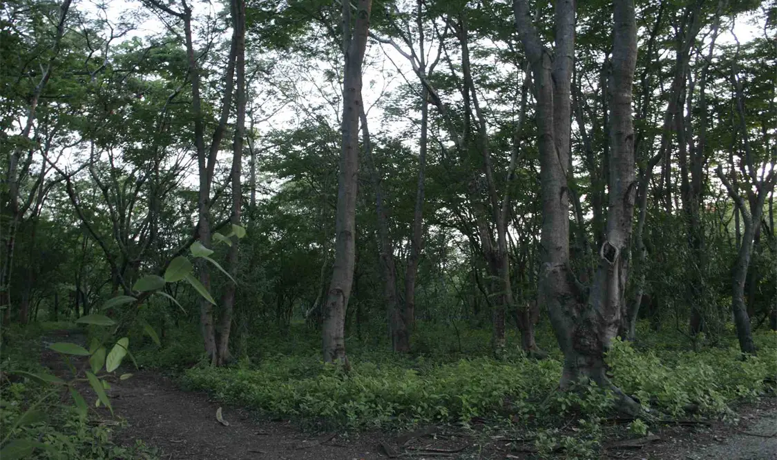 La Conafor y Pronatura Sur también capacitan a funcionarios forestales que trabajan en predios. Guillermo Ramos / CP.