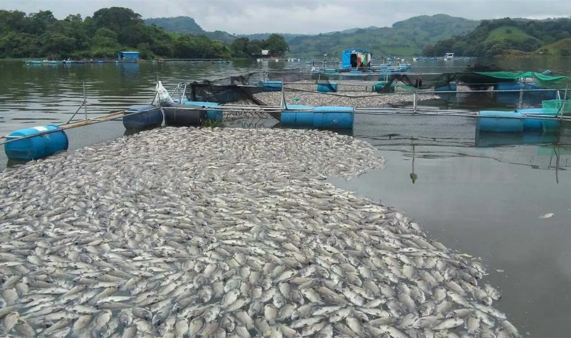 Pérdidas millonarias por mortandad de peces