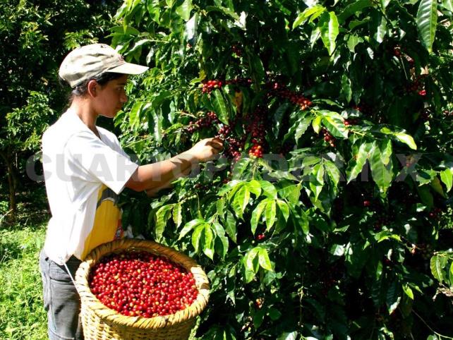 Buscan crear el Instituto del Café Buscan crear el Instituto del Café