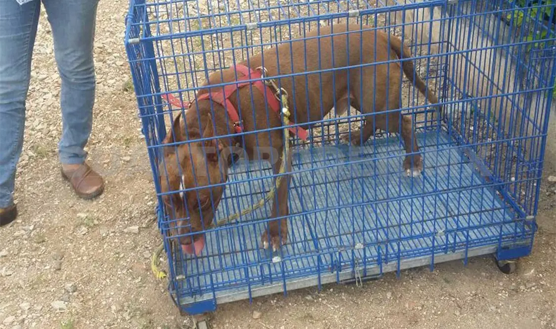 Perro ataca a madre e hijo