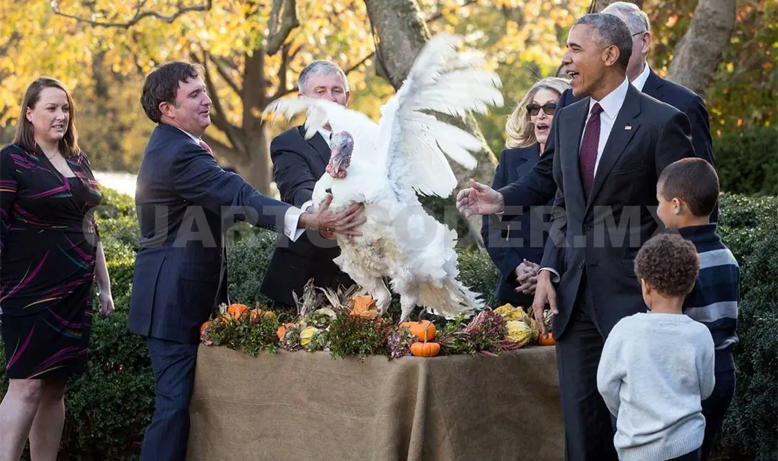 El presidente Obama perdonó a dos pavos y cumplió una tradición de más de medio siglo. AP