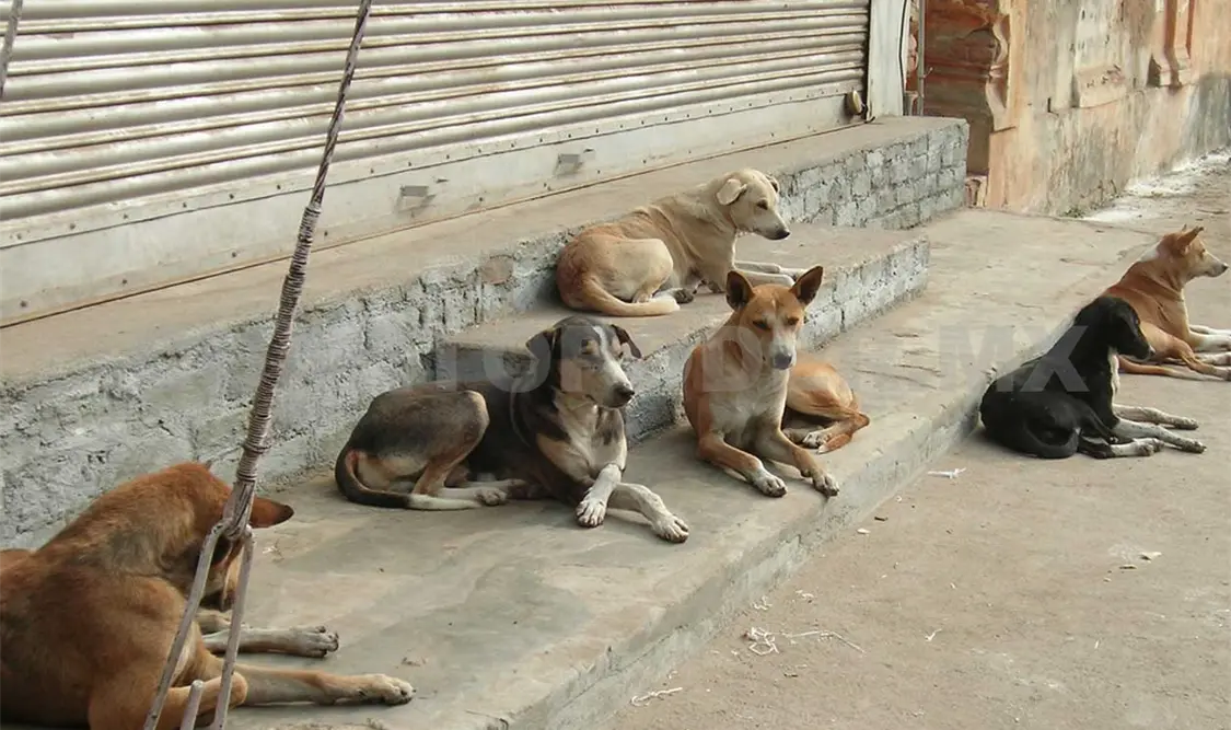 En situación de calle más de 65 mil perros en Tuxtla. CP