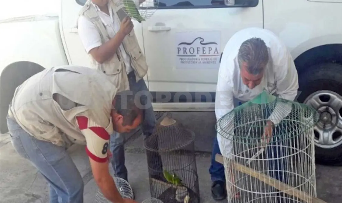 Las aves fueron aseguradas en el acto y trasladadas al Zoológico de Culiacán para su valoración médica. NTX