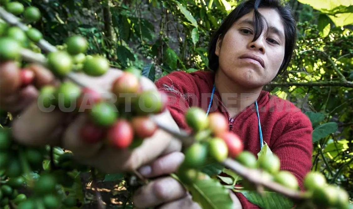 El café debe ser prioritario en el estado. Cortesía