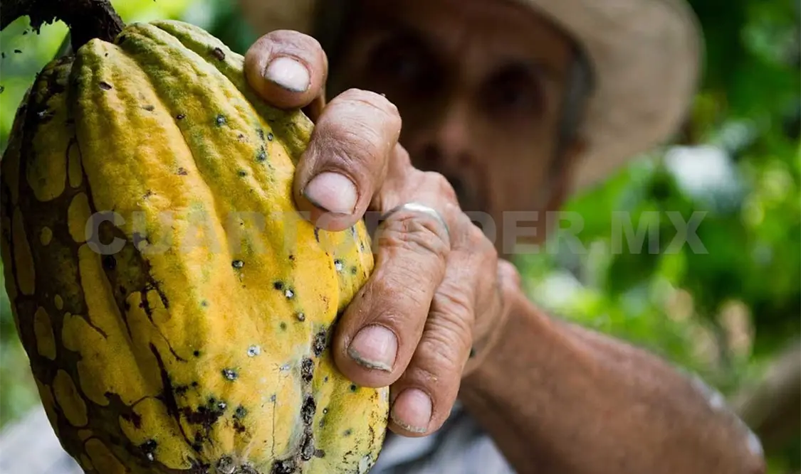 Con la Denominación de Origen del cacao Grijalva, México acumula 15. Agencias