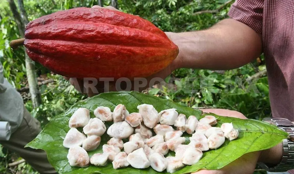 Chiapas puede unirse a la Declaratoria de Origen por cultivar cacao. Agencias