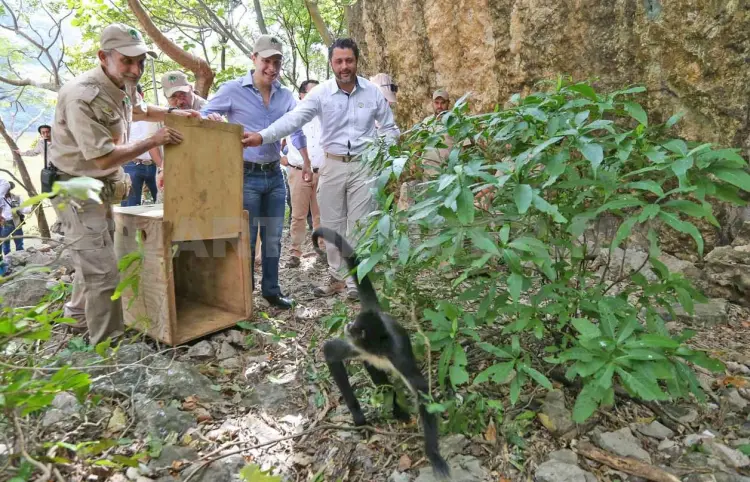 MVC libera monos araña en el Cañón del Sumidero