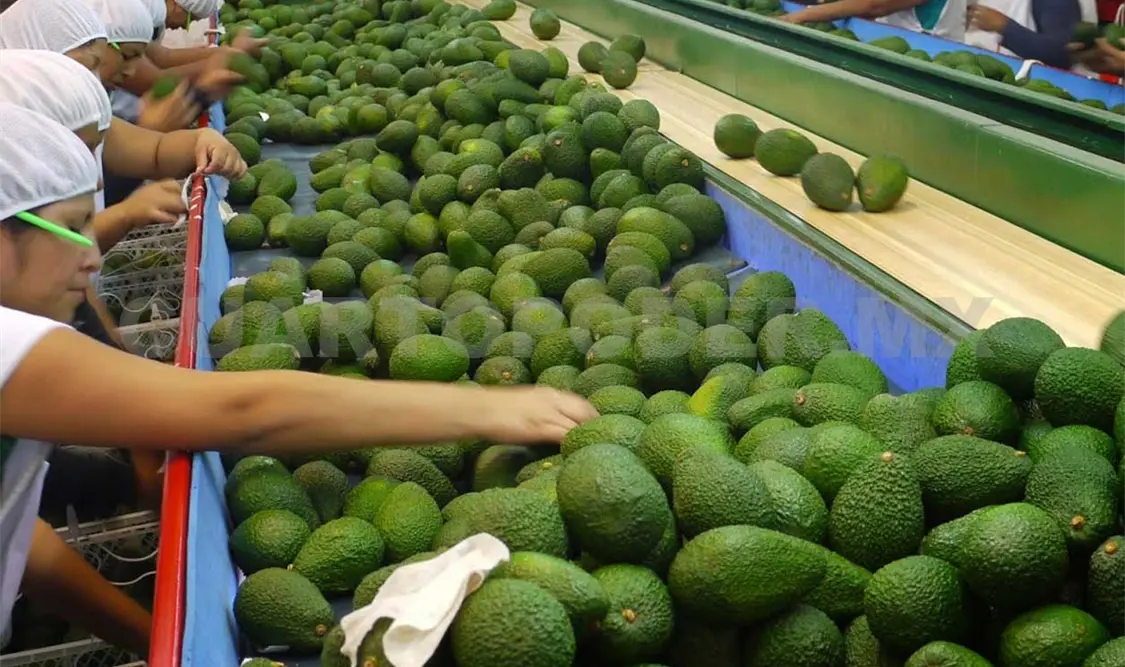 La producción de aguacate genera al estado ingresos por más de 78 millones de pesos. CP