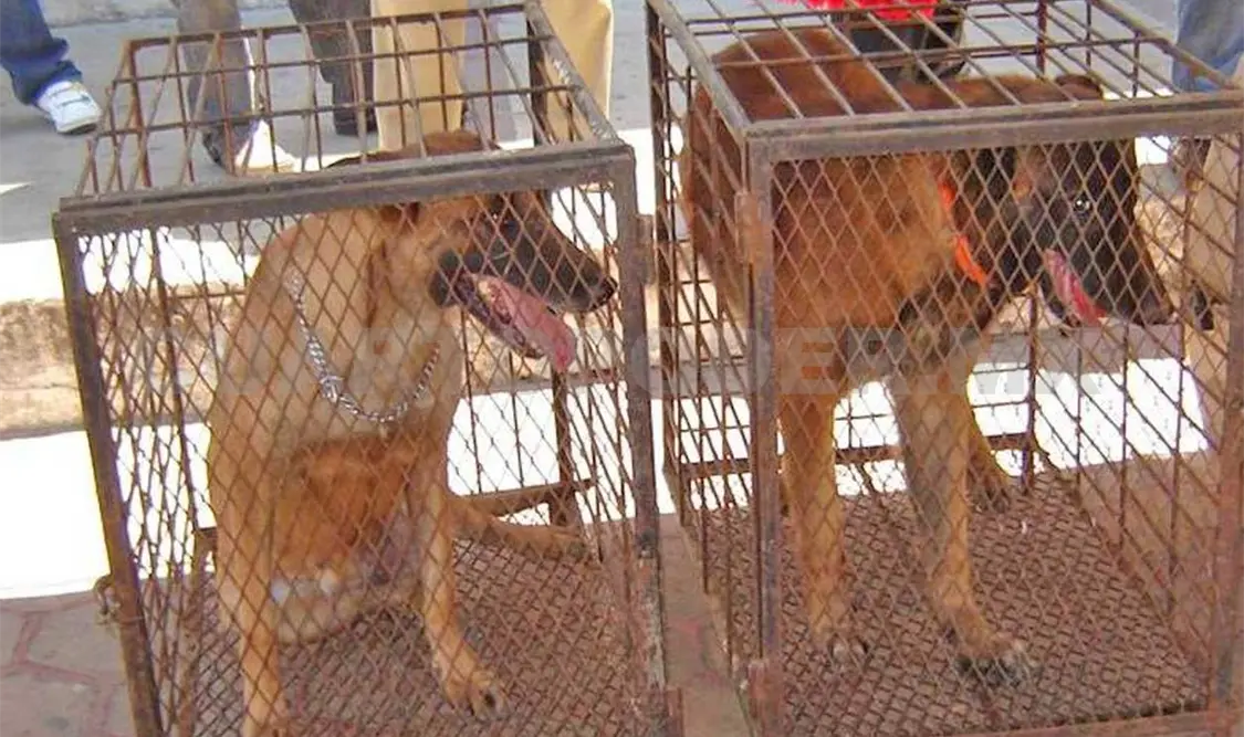 Animalix y Calle Cero buscan disminuir la población canina y felina en situación de calle a través de programas de educación en tenencia responsable. CP