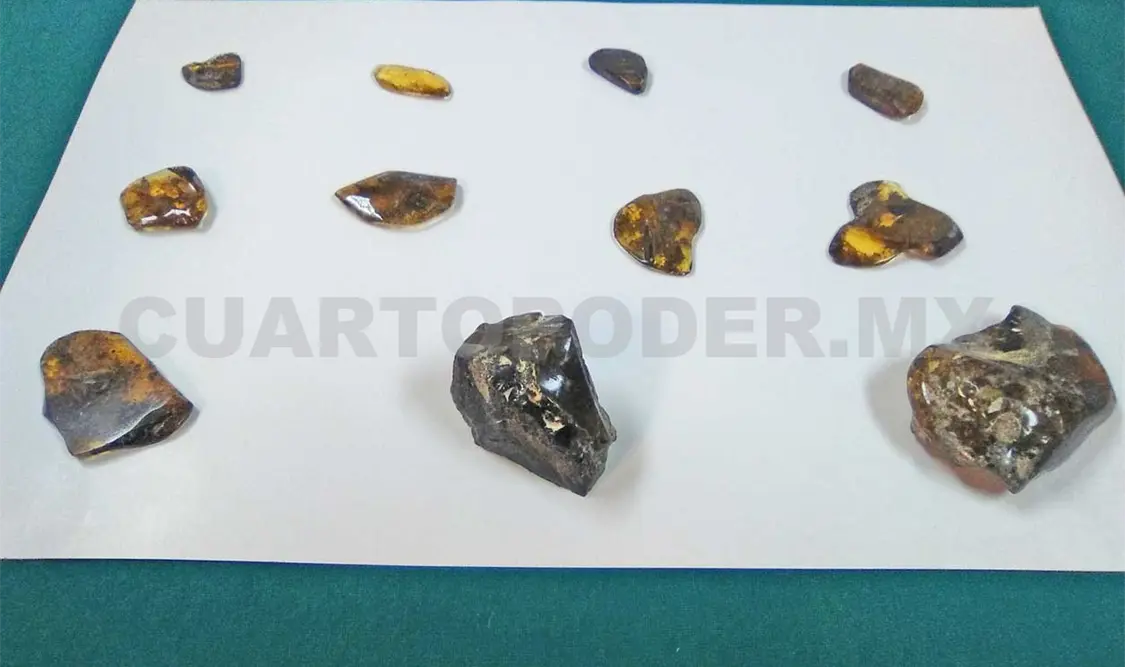 Crustáceos fosilizados confirman teorías en Chiapas