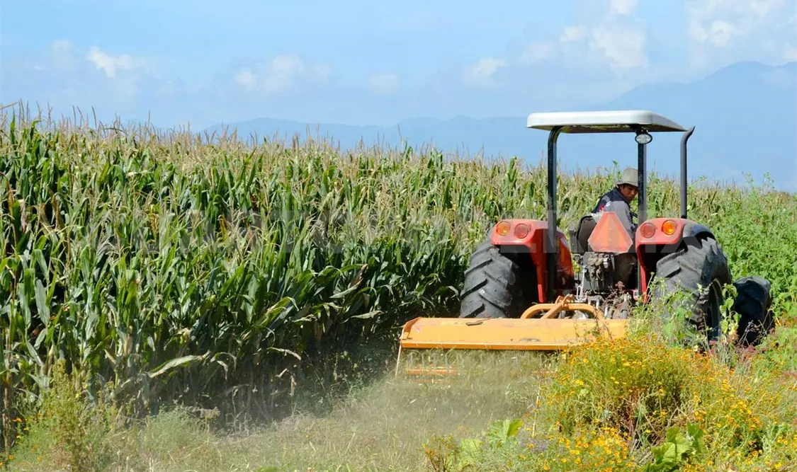 Productores piden precio de garantía para el maíz
