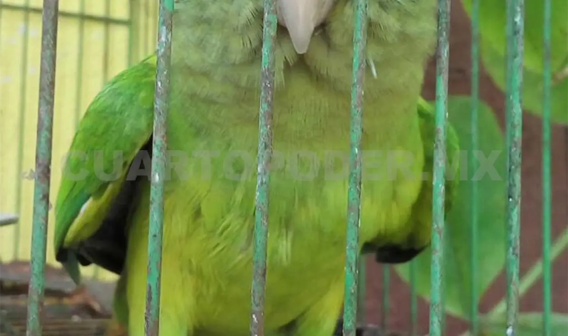 Rescatan a dos pericos y un aguililla en Chiapa de Corzo