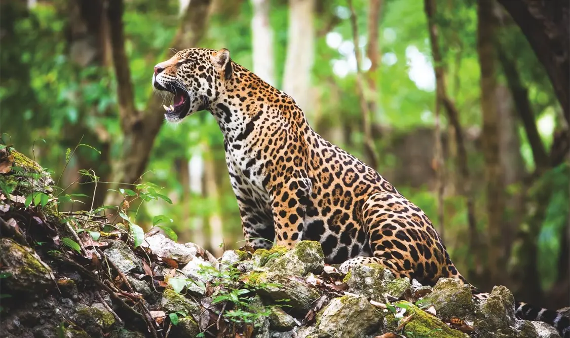 Presentan estrategia nacional para la conservación del Jaguar