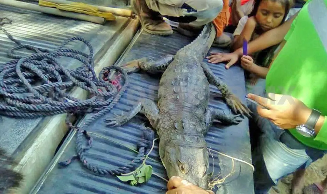 Capturan cocodrilo de río