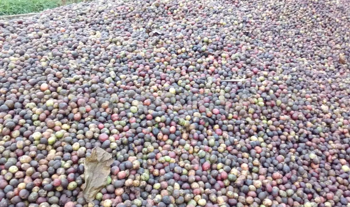 Cosecharán caficultores 500 mil quintales, señalan