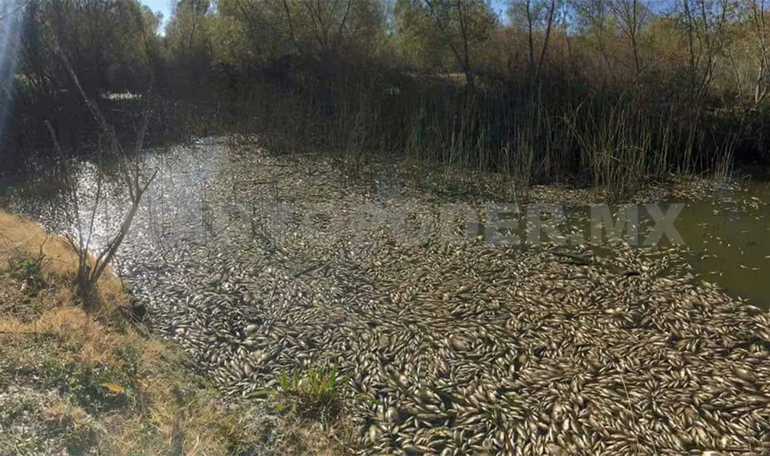 Planta causa muerte de peces