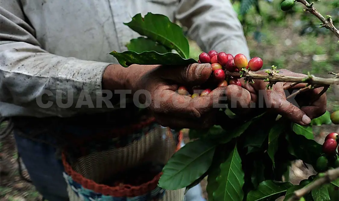 Viable recuperar sector cafetalero