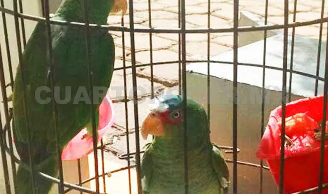 Rescata Fepada dos loros corona azul en Las Casas