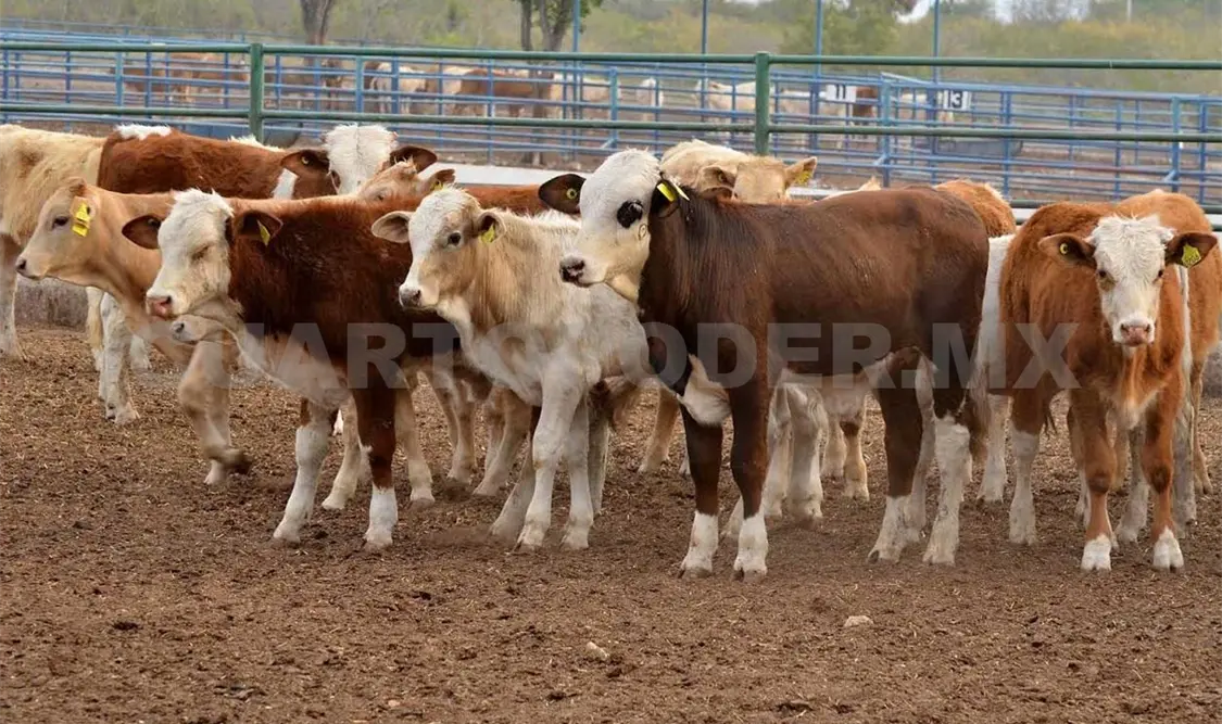 La Ley de Sanidad Pecuaria reforzará control
