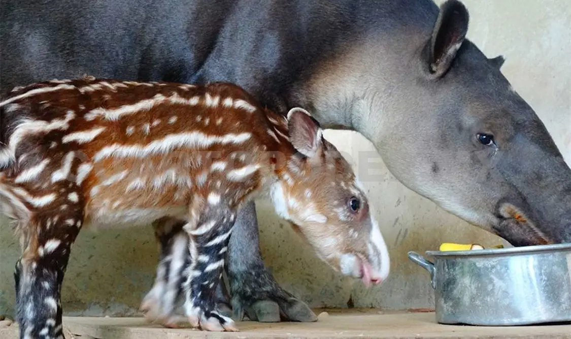 Nace tapir en Aluxes