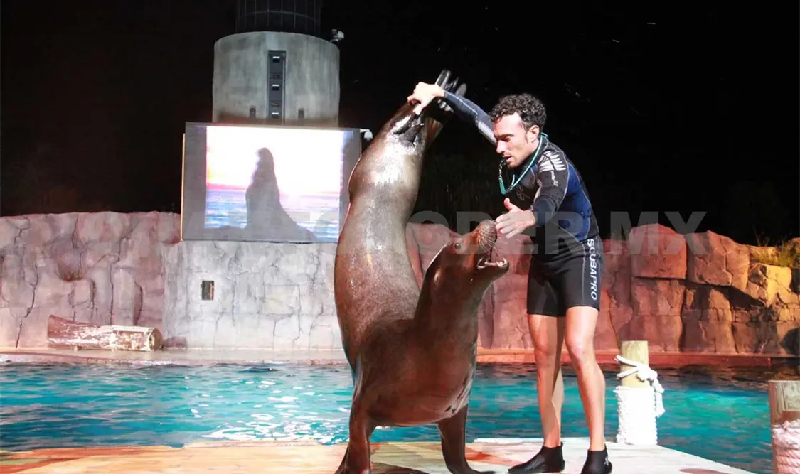 PVEM busca proteger a mamíferos marinos