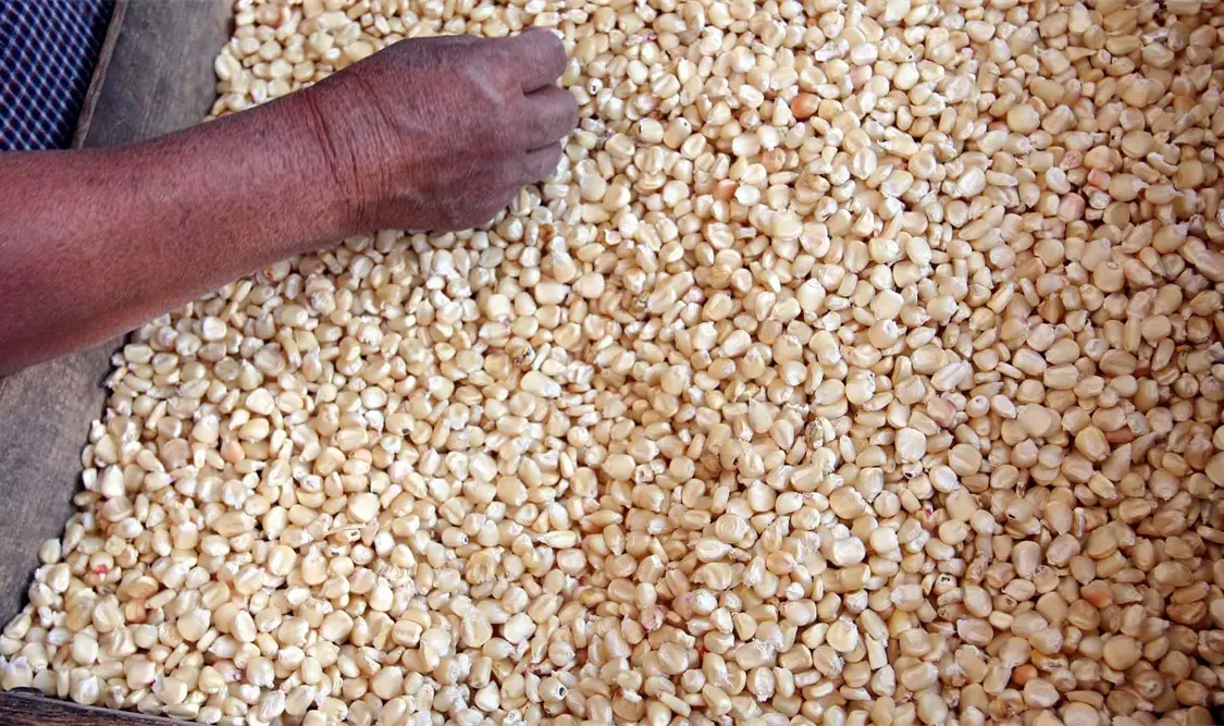 Al maíz era la alimentación básica de ls pueblos que habitaron la meseta. Cortesía.