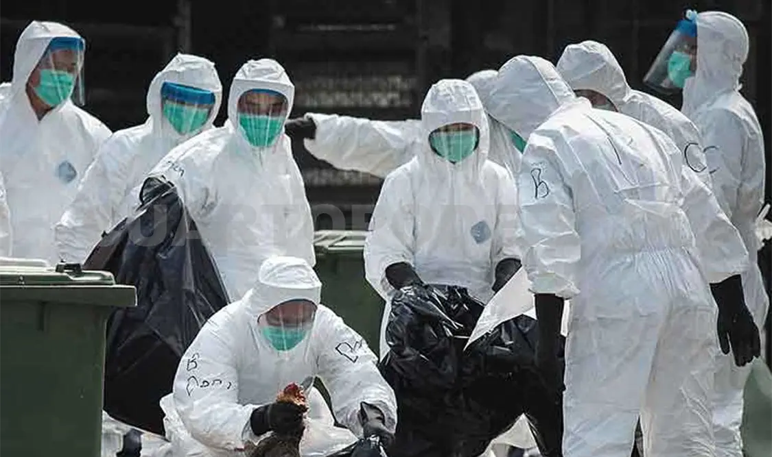Detectan 52 focos de gripe aviar