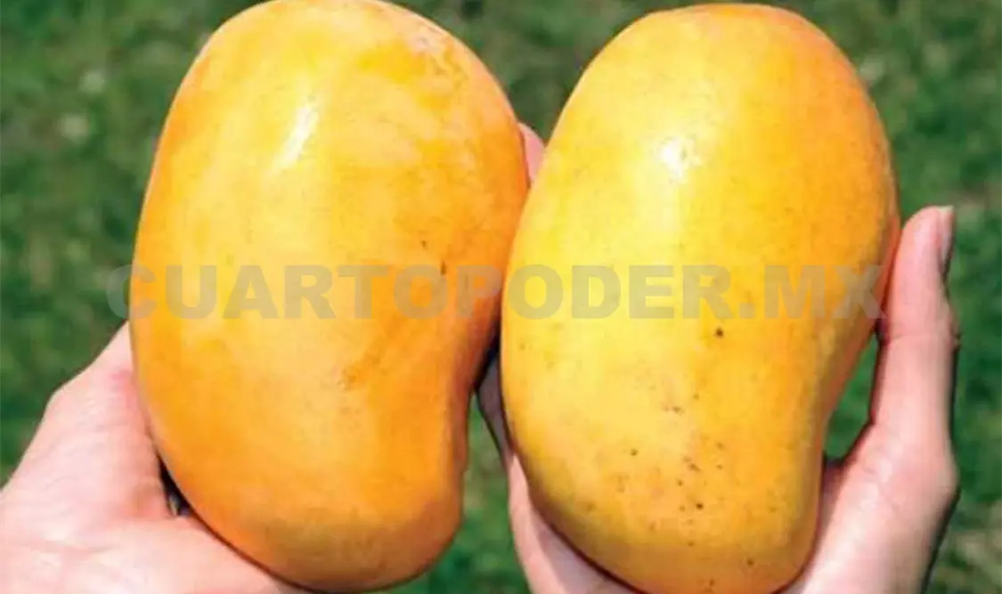 Productores de mango destacan cosecha 2016