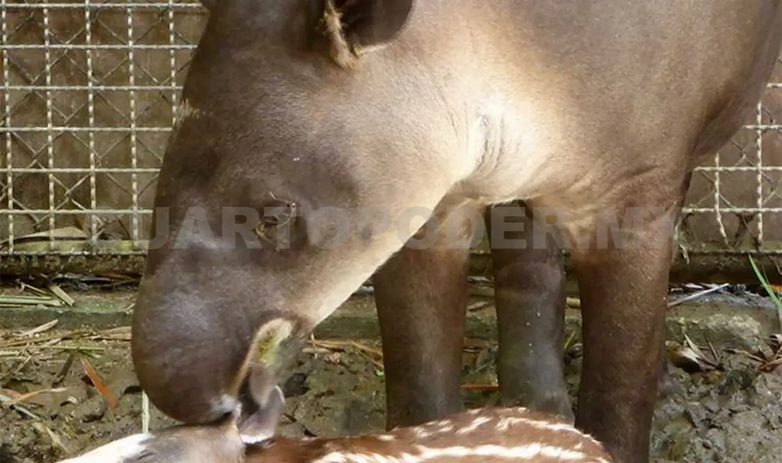 Buen recibimiento da madre tapir a su cría
