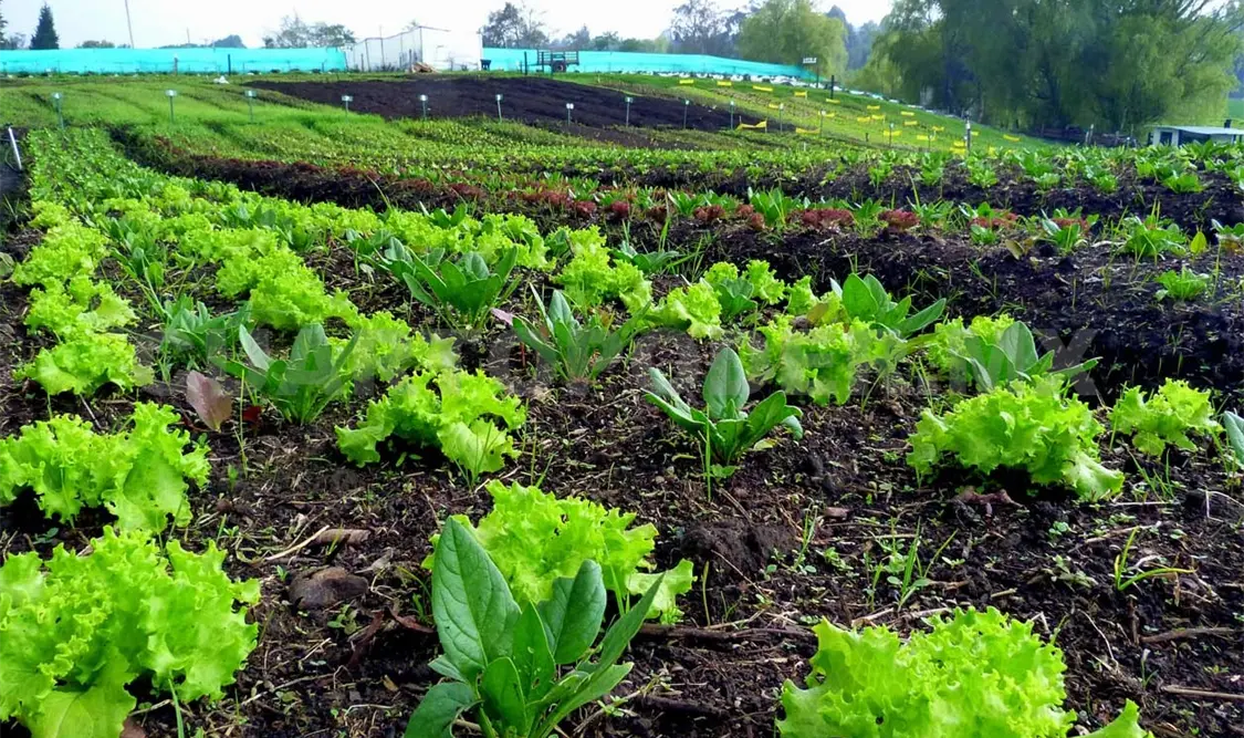 Certifican 13 mil hectáreas de cultivos orgánicos