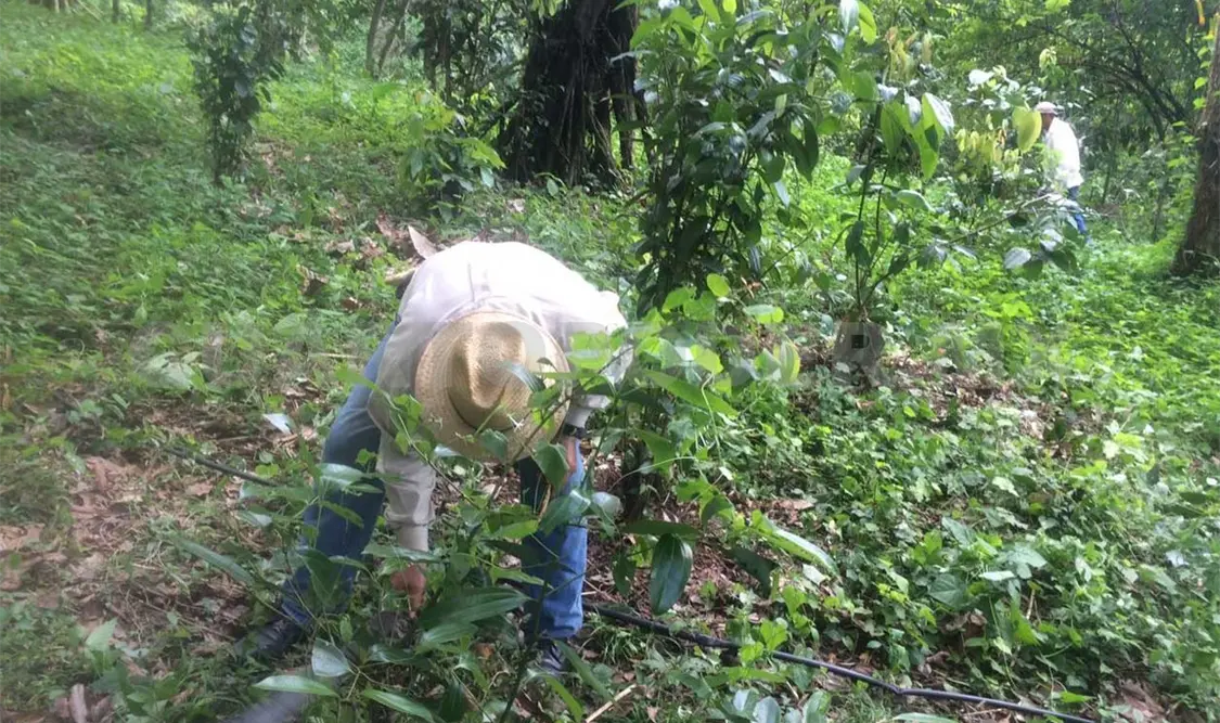 Producen canela en el Soconusco