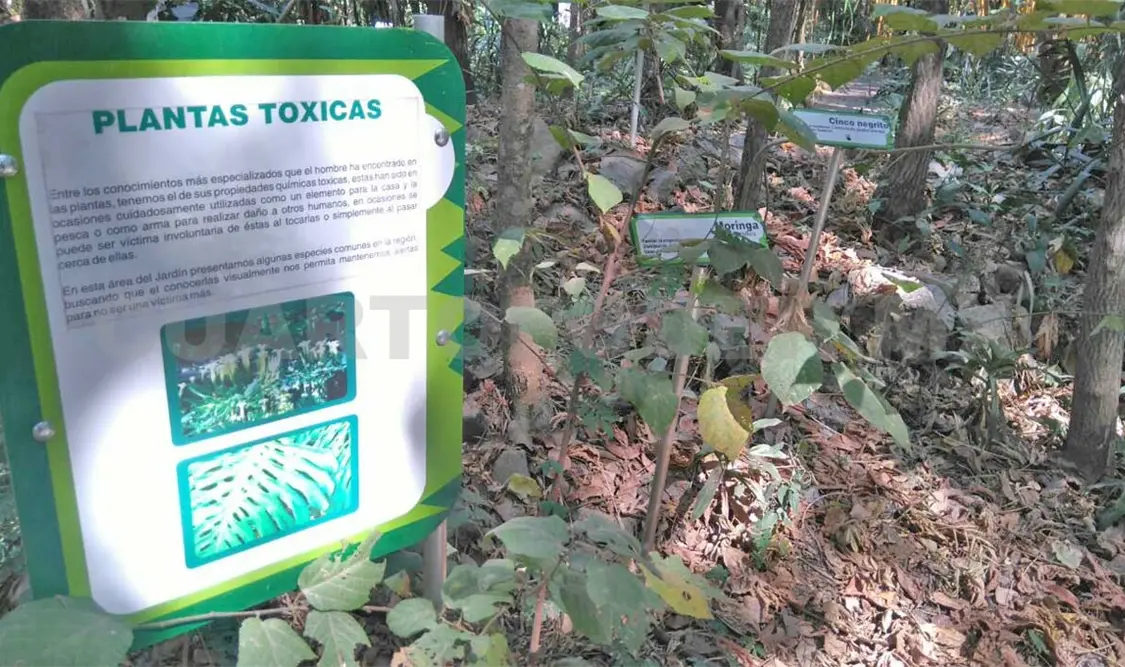 Plantas tóxicas dentro de hogares