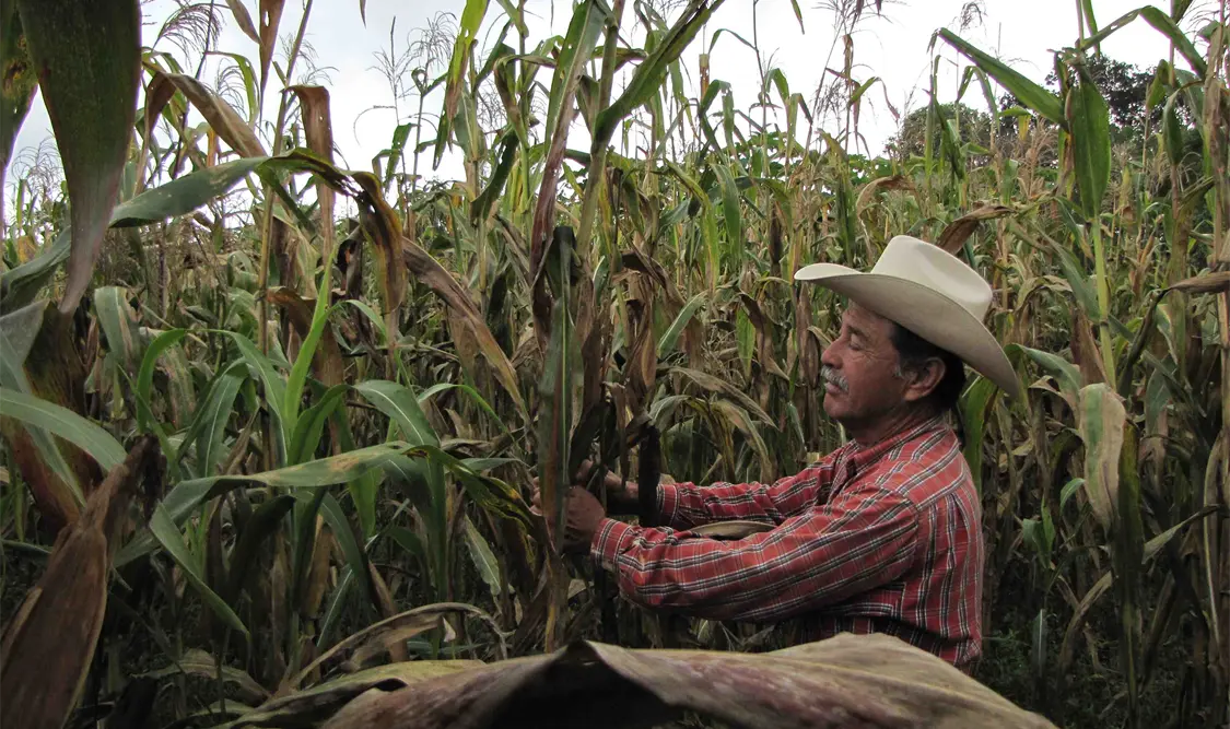 La gran mayoría de los agricultores en Chiapas poseen menos de 10 hectáreas * CP.
