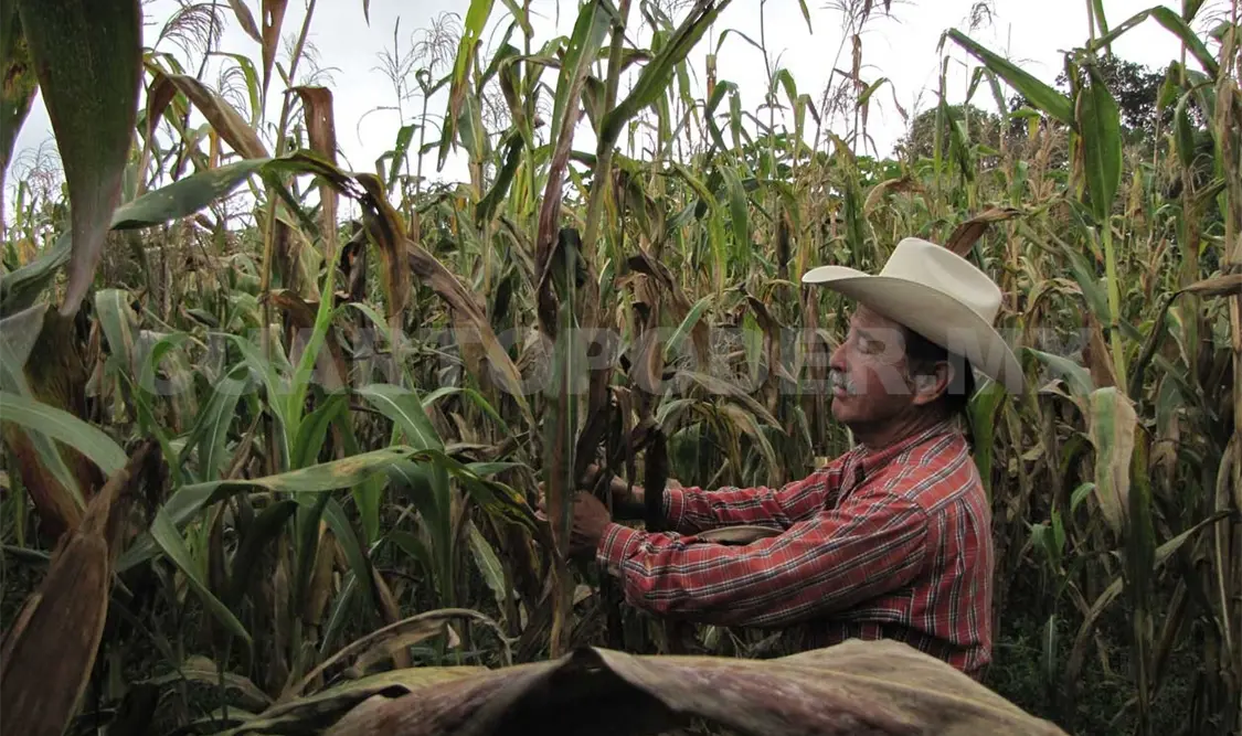 Productores minifundistas, prioridad en 2017