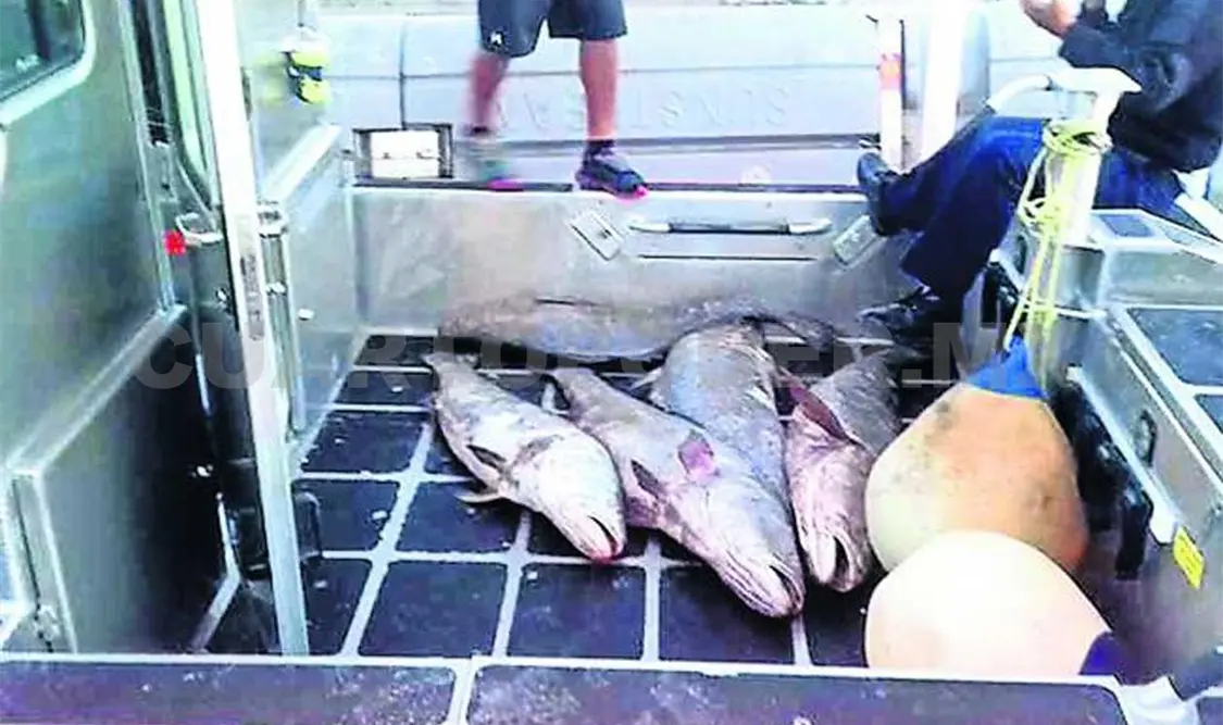 La merma en la especie de totoaba conlleva un problema mayor por la red usada por ilegales que trabajan día y noche