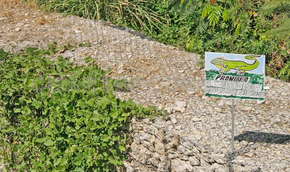 Iguanas son cazadas ilegalmente en río