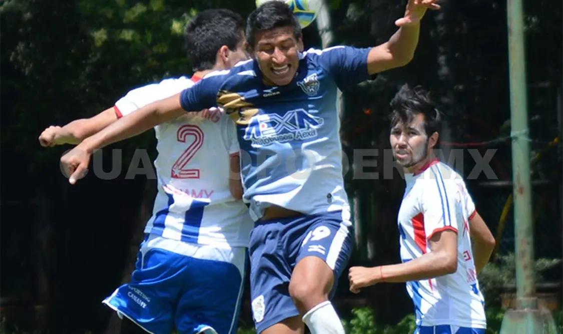 Ocelotes visita a Canamy