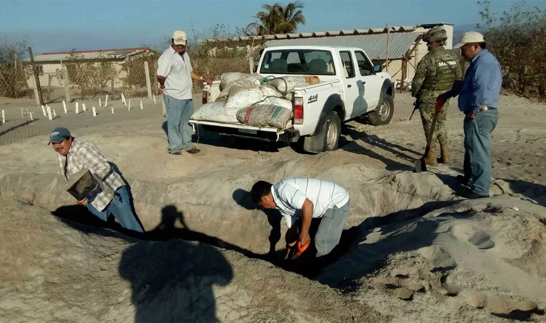 Rescatan 22 mil huevos de tortuga golfina en playa de Oaxaca