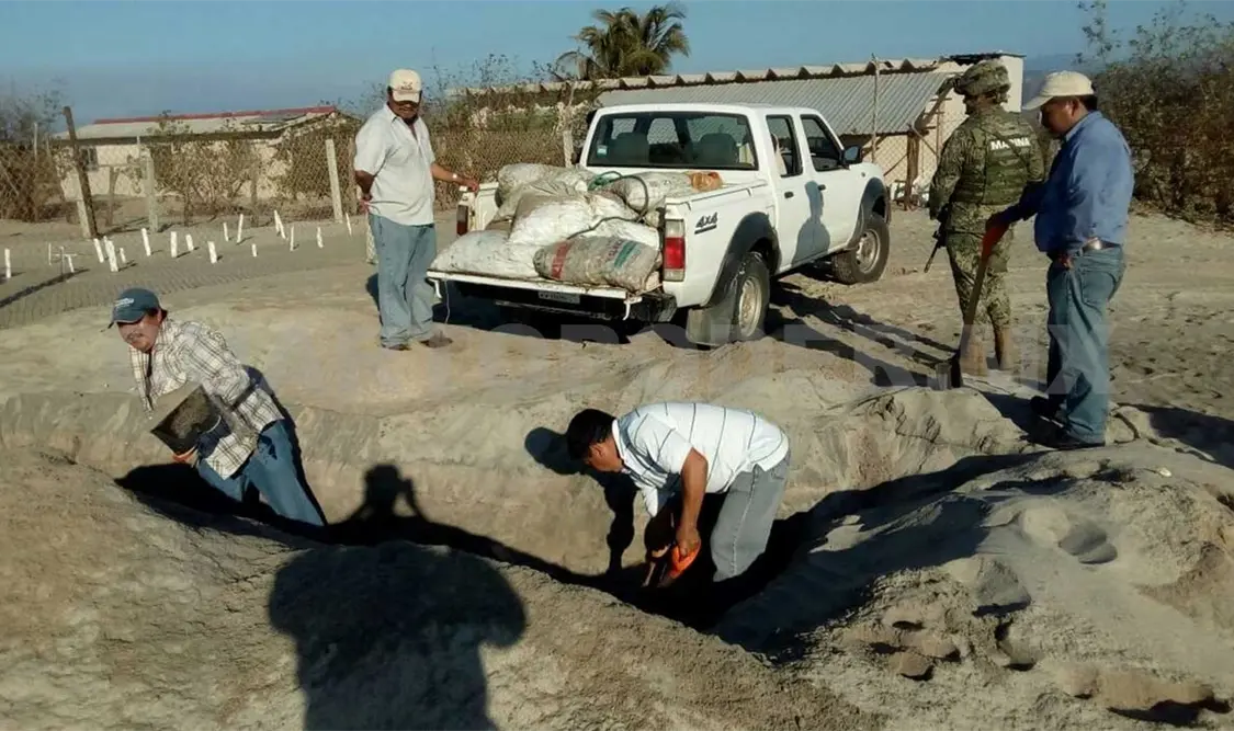 Rescatan 22 mil huevos de tortuga golfina