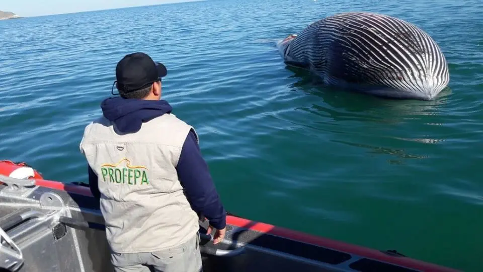 Investigan mortandad de mamíferos marinos en Alto Golfo de California