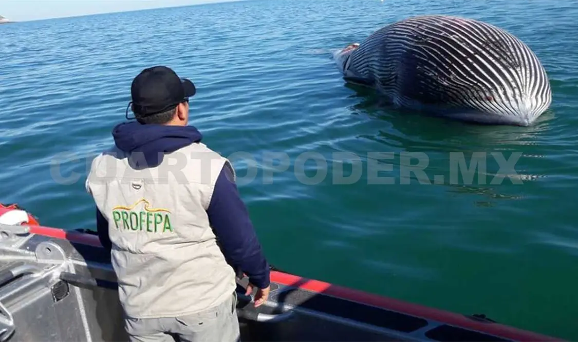 Investigan muerte de cetáceos en Alto Golfo de California